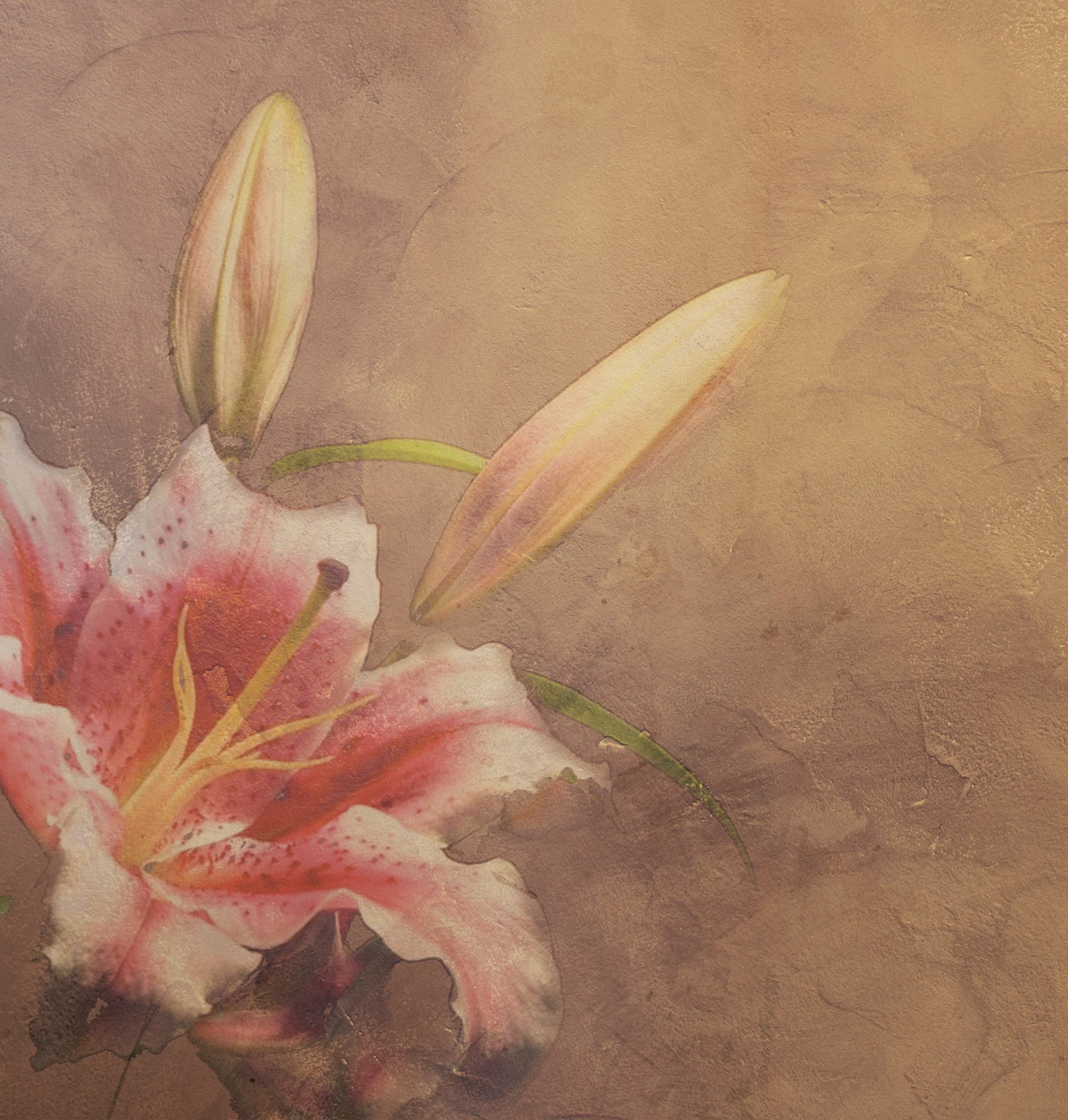 Обои Amaryllis