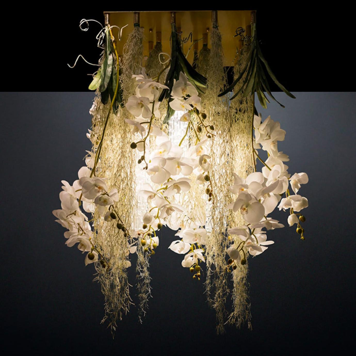 Phalaenopsis люстрасы