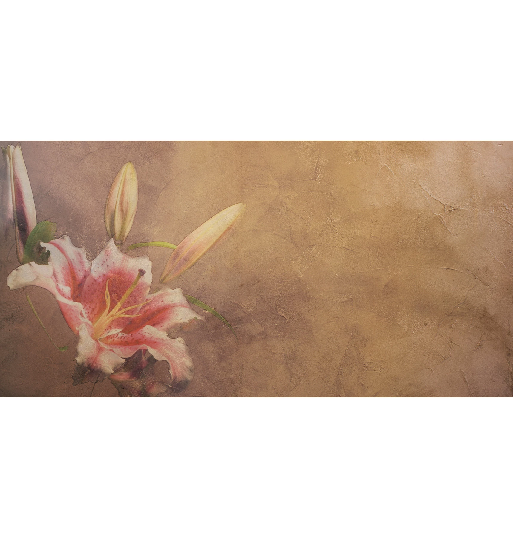 Обои Amaryllis
