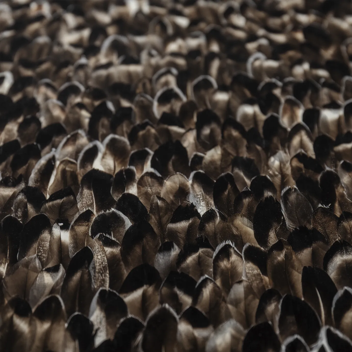 Обеденный стол с отделкой из экзотических перьев Mistral