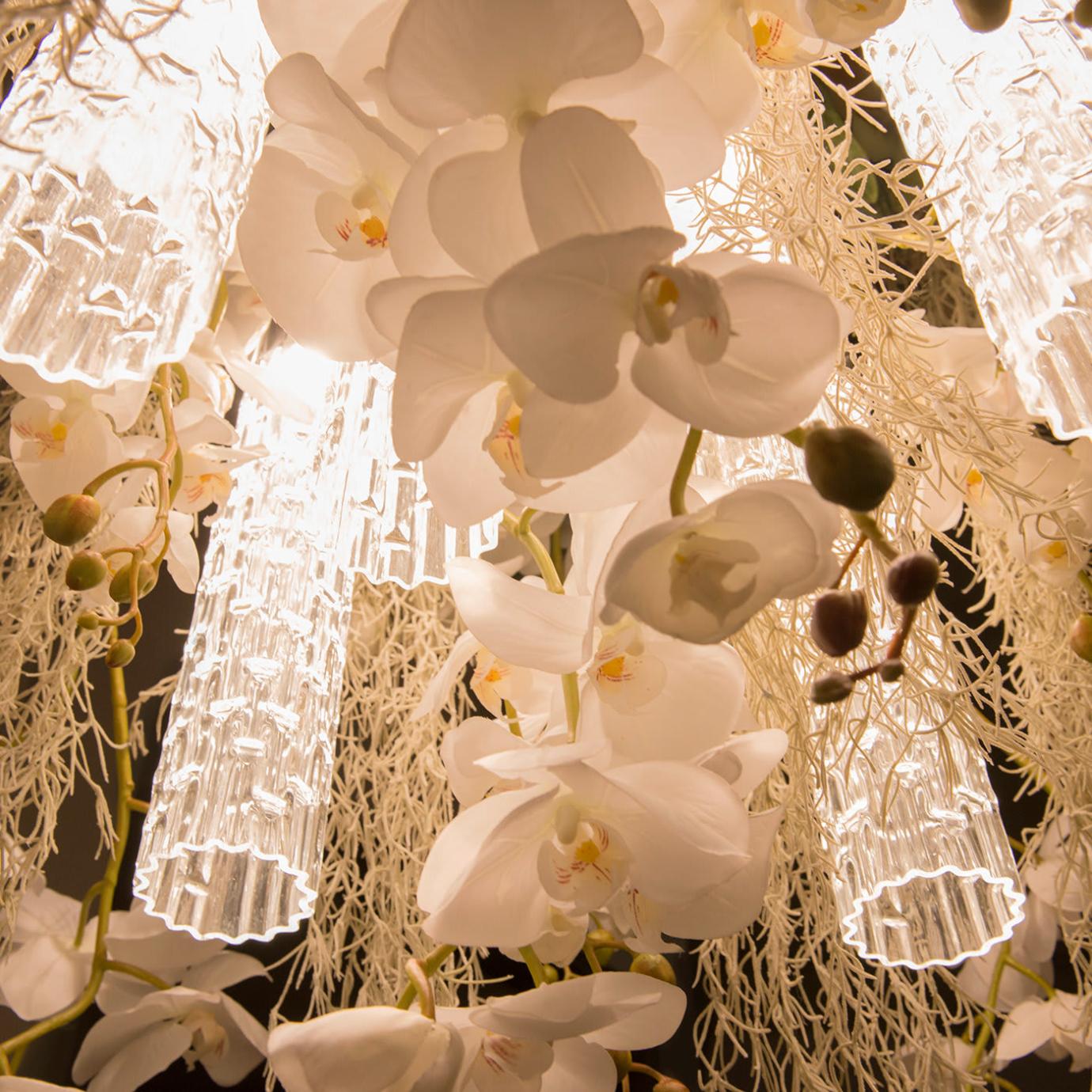 Phalaenopsis люстрасы