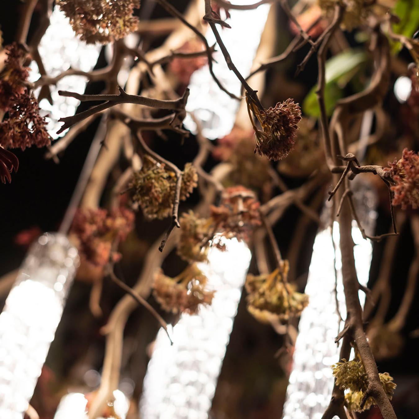 Manzanita люстрасы
