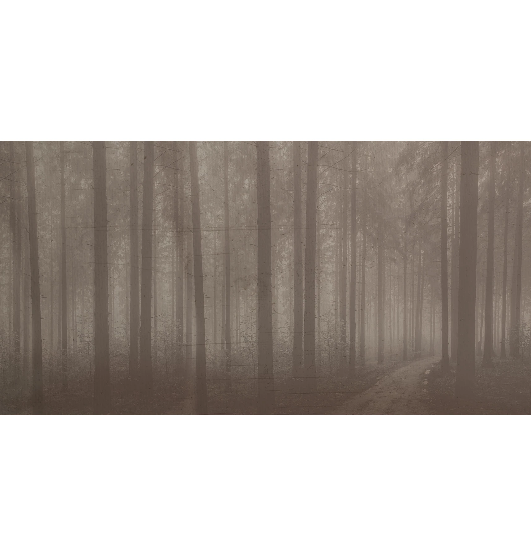 Обои Night Forest