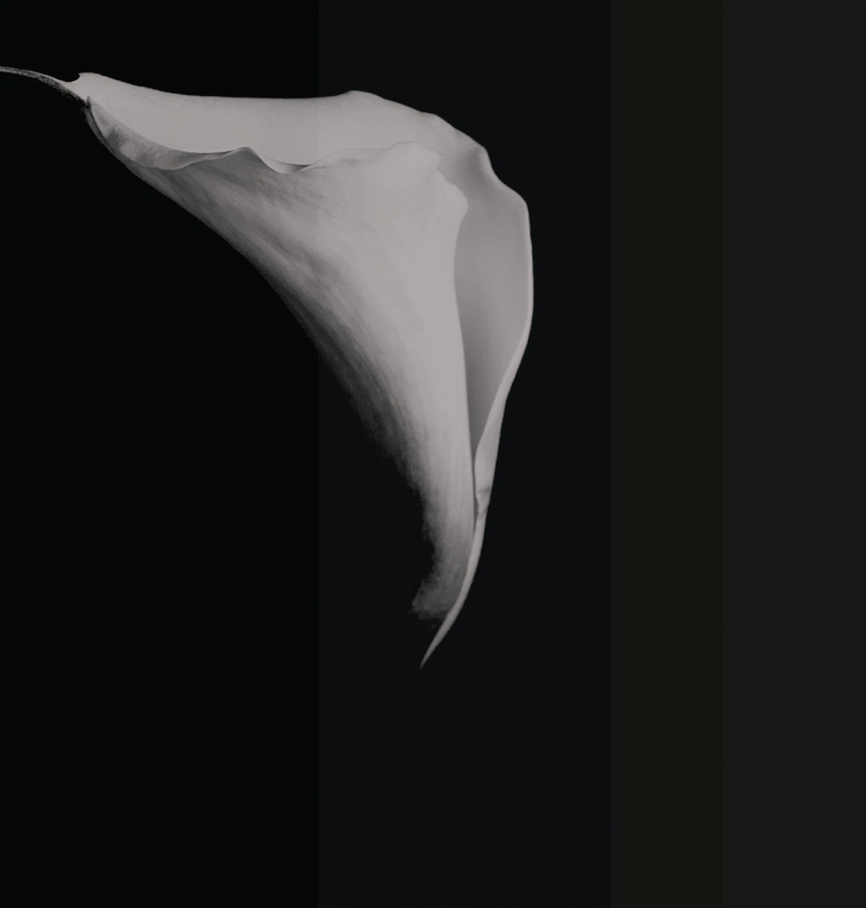 Тұсқағаз Calla