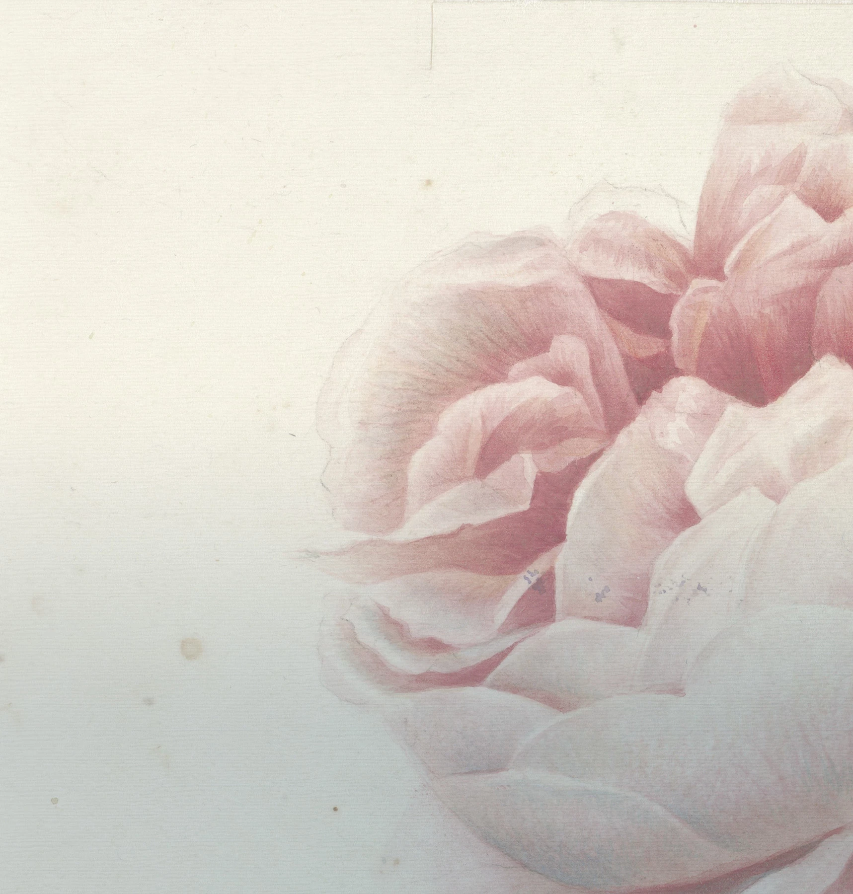 Обои Romantic Flowers