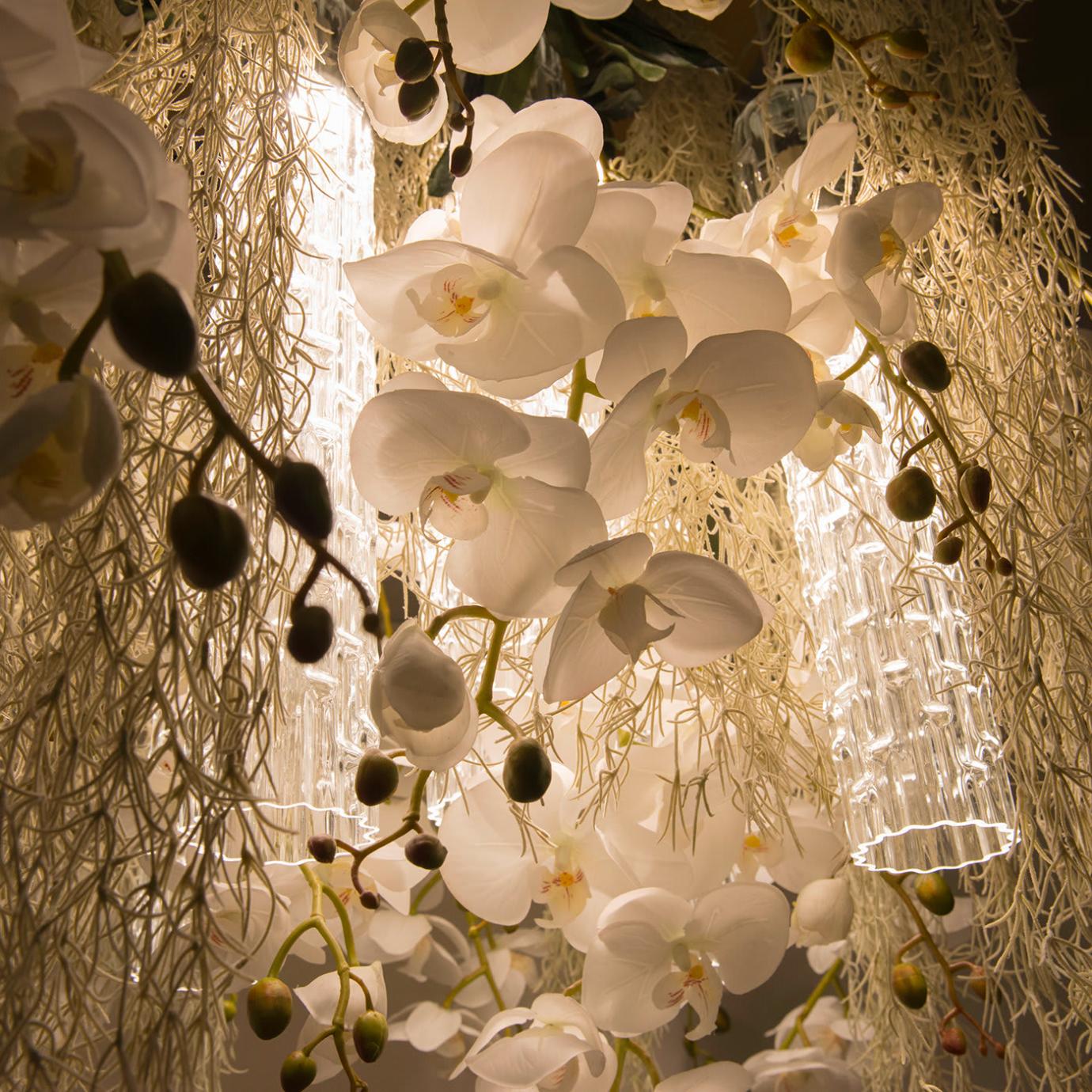 Phalaenopsis люстрасы