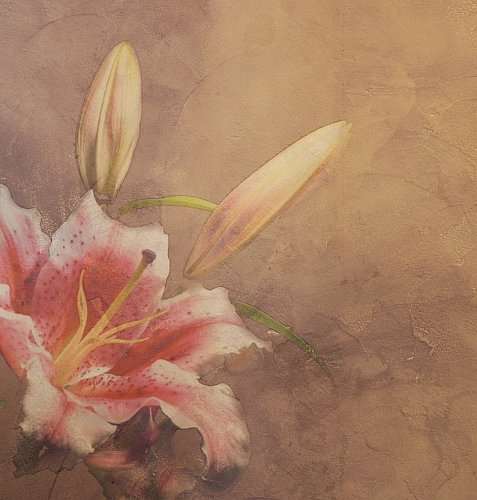 Обои Amaryllis