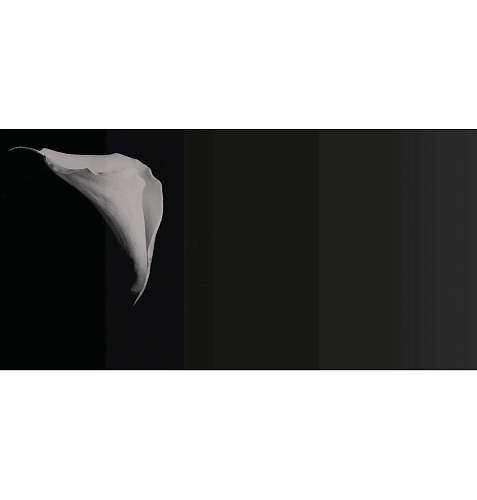 Обои Calla