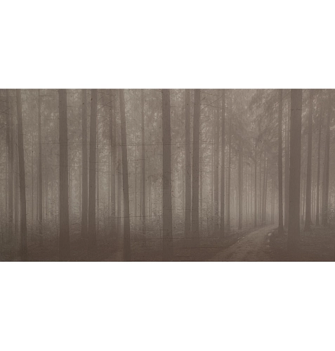 Обои Night Forest