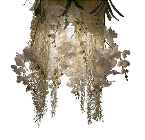 Phalaenopsis люстрасы