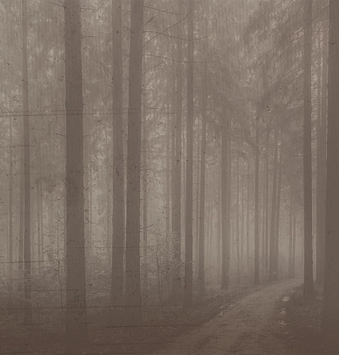 Обои Night Forest