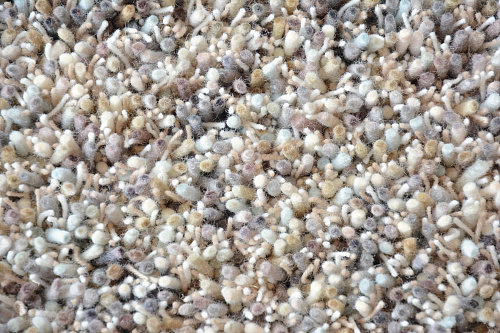 Ковер Young 61805